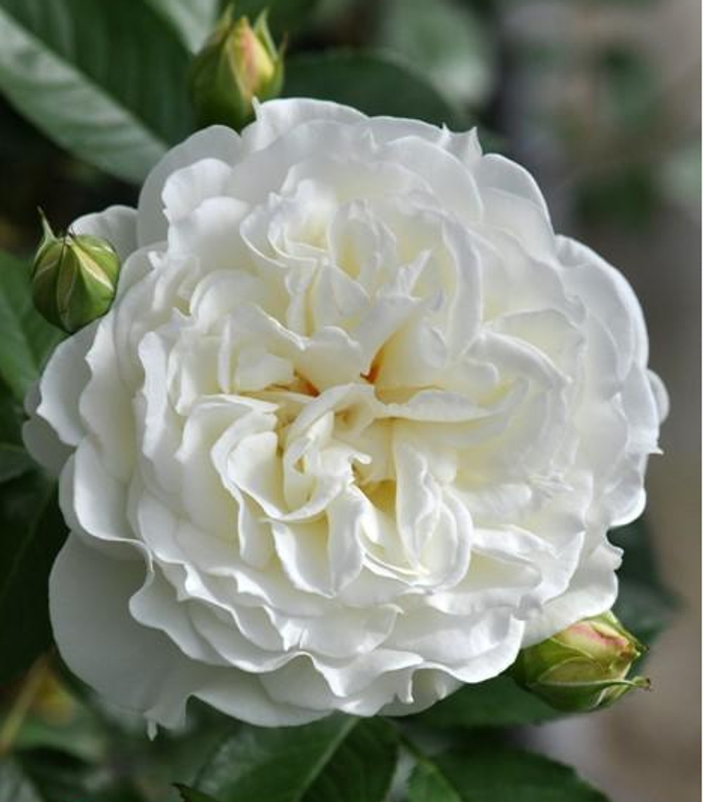 Сур ла Нейдж (Sur la Neige)