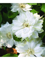 Клематис Dutches of Edinburg (Дачес оф Эдинбург) Стандарт поставки Р9