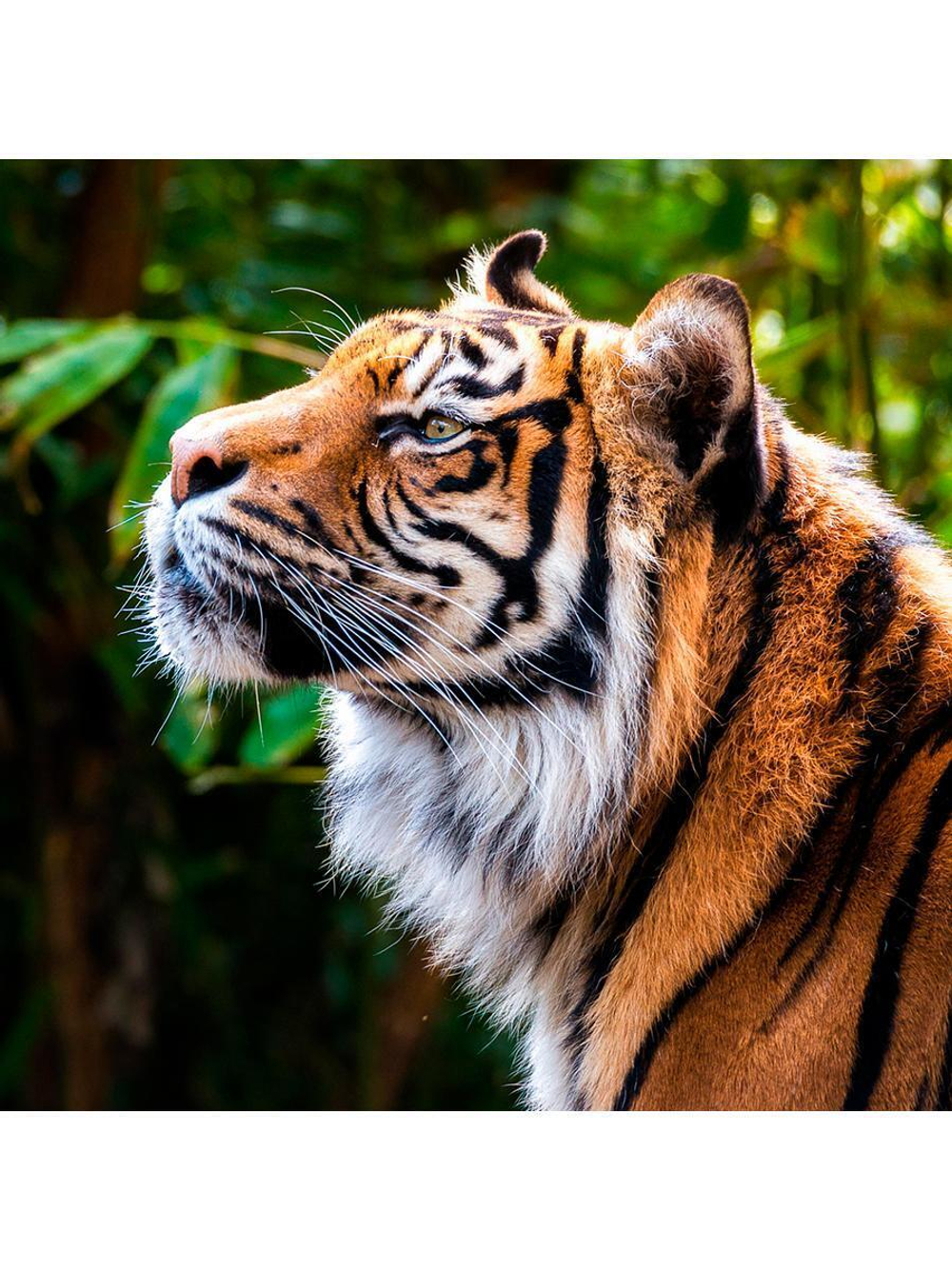 Алмазная мозаика 20х20см. "Профиль тигра" блест. с полн.заполнен.на подрам. (Арт. НД-0915)