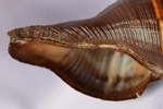 Ракушка Пугилина морио (Pugilina morio), 14см, 1шт