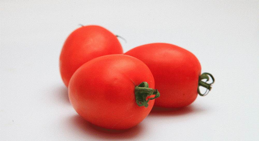 Велоз F1 семена томата полудетерминантного (Seminis / Семинис)