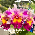 Орхидея ринхолелиокаттлея RLC. SIAM GOLDEN FLARE BUTTERFLY