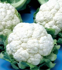 Гермон F1 семена капусты цветной (Seminis / Семинис)