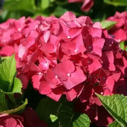 Ред барон "Red Baron" р14 Европа весна 2026 г.