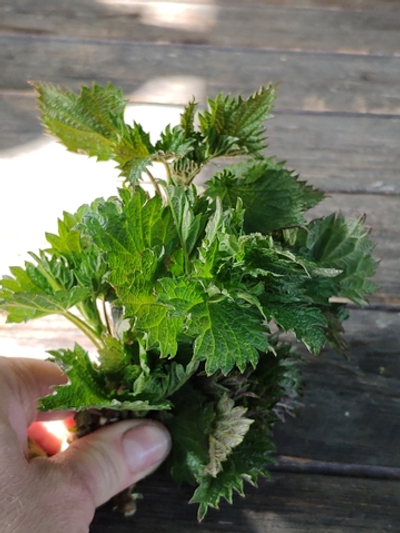 Крапива молодая