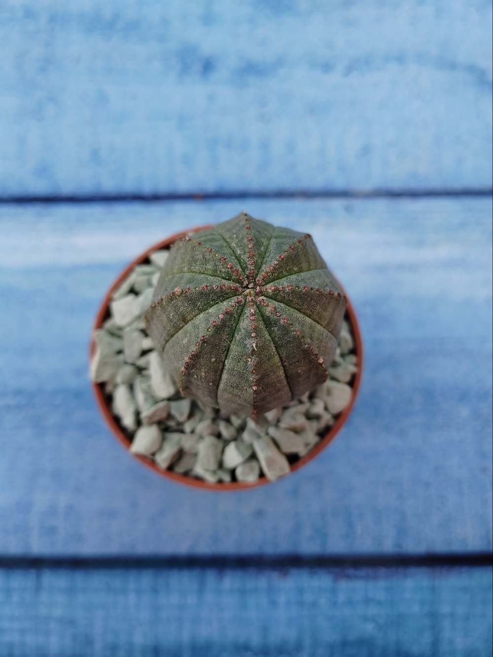 Euphoria Obesa (Эуфорбия)