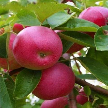 Яблоня летняя Подарок детям (3-летняя) п/карл.подвой ЗКС