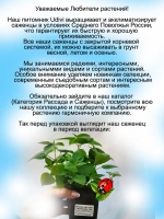 Монарда Панорама Ред Садовый бергамот