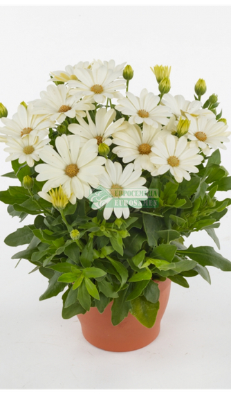 Остеоспермум AKILA DAISY WHITE