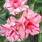 Адениум PARICHAT