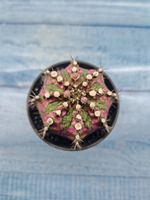 Gymnocalycium T-Rex Pink hybrid (Гимнокалициум T-rex)