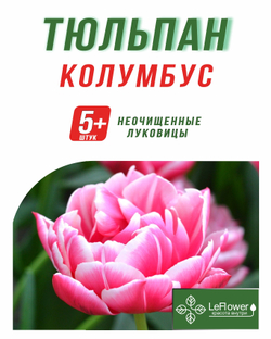 Тюльпан Луковица, Колумбус, 5+ шт