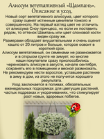Алиссум вегетативный Шампань