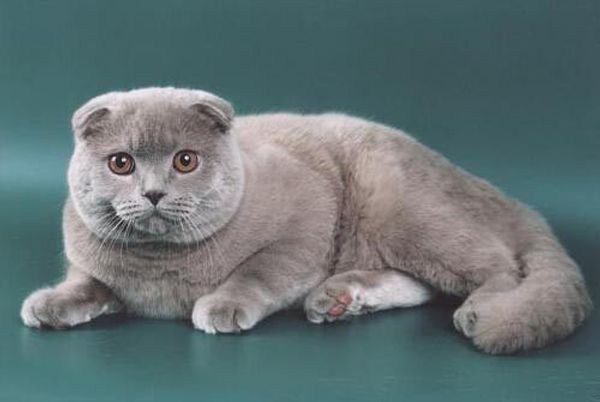 Скоттиш фолд (шотландская вислоухая) Скоттиш фолд (шотландская вислоухая)