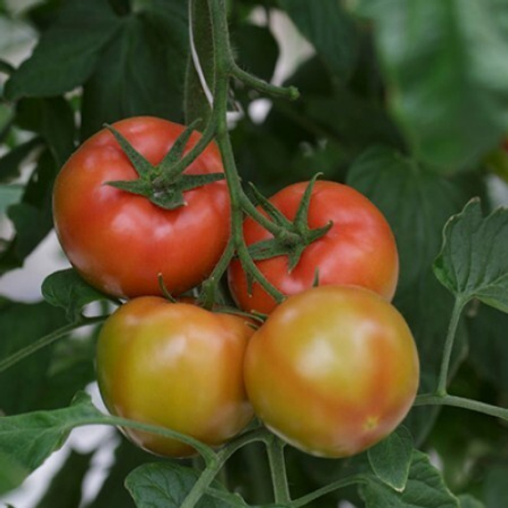 АЛАМИНА F1 семена томата (Rijk Zwaan | Alexagro) – фото 6