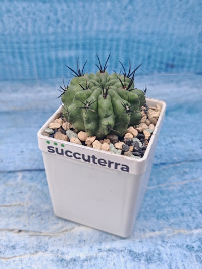 Neoporteria Paucicostata (Неопортерия)