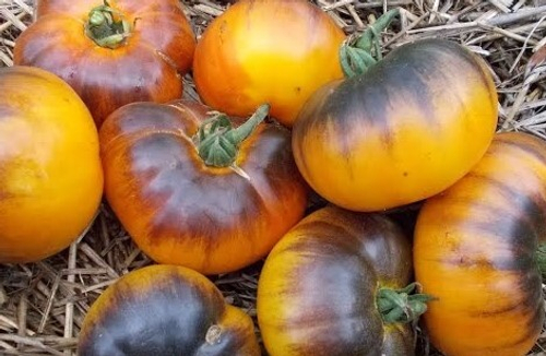 Р20 х Beauty King Пэ 20 плюс Бьюти Кинг