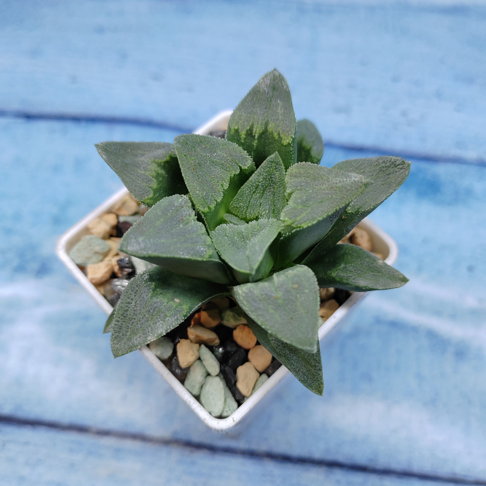 Haworthia Pygmaye hybr. (Хавортия)