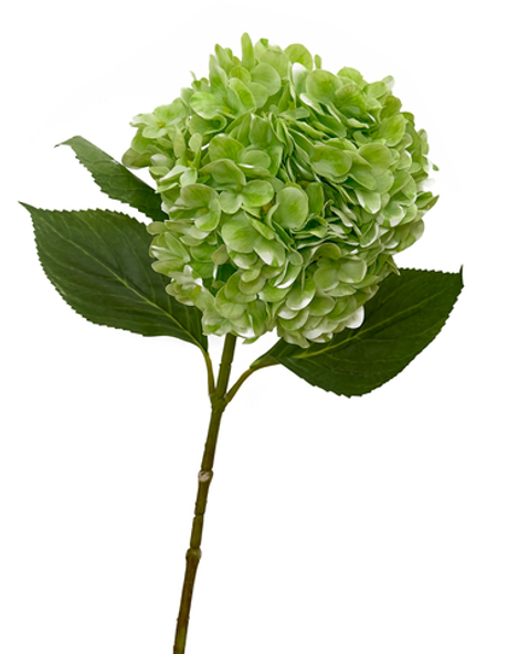 Гортензия крупнолистная на стебле (зеленая) 65 см