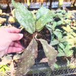 Хойя UNDULATA  size S