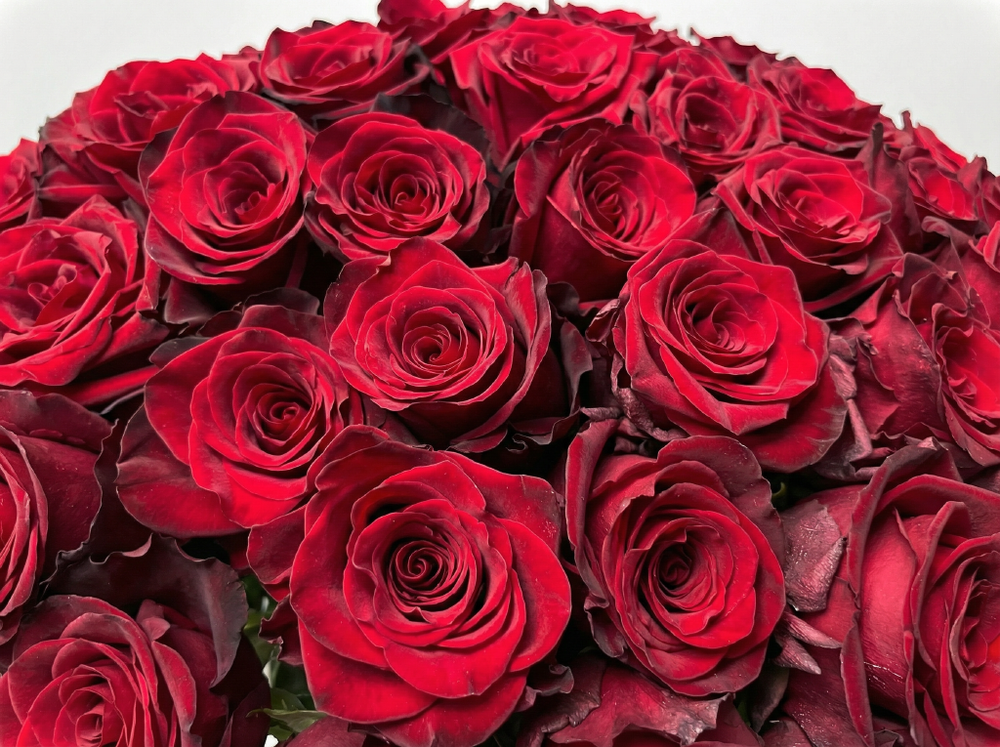 Роза «Эксплорер» (Explorer) чайно-гибридная