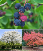 Ирга Ламарка ЗКС