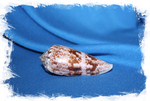 Раковина коллекционная морская Conus kinoshitai, Конус киношитай