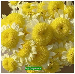Садовая хризантема Ванилла лимон 🌻 ☘ з.60 (отгрузка август - сентябрь 2025г)