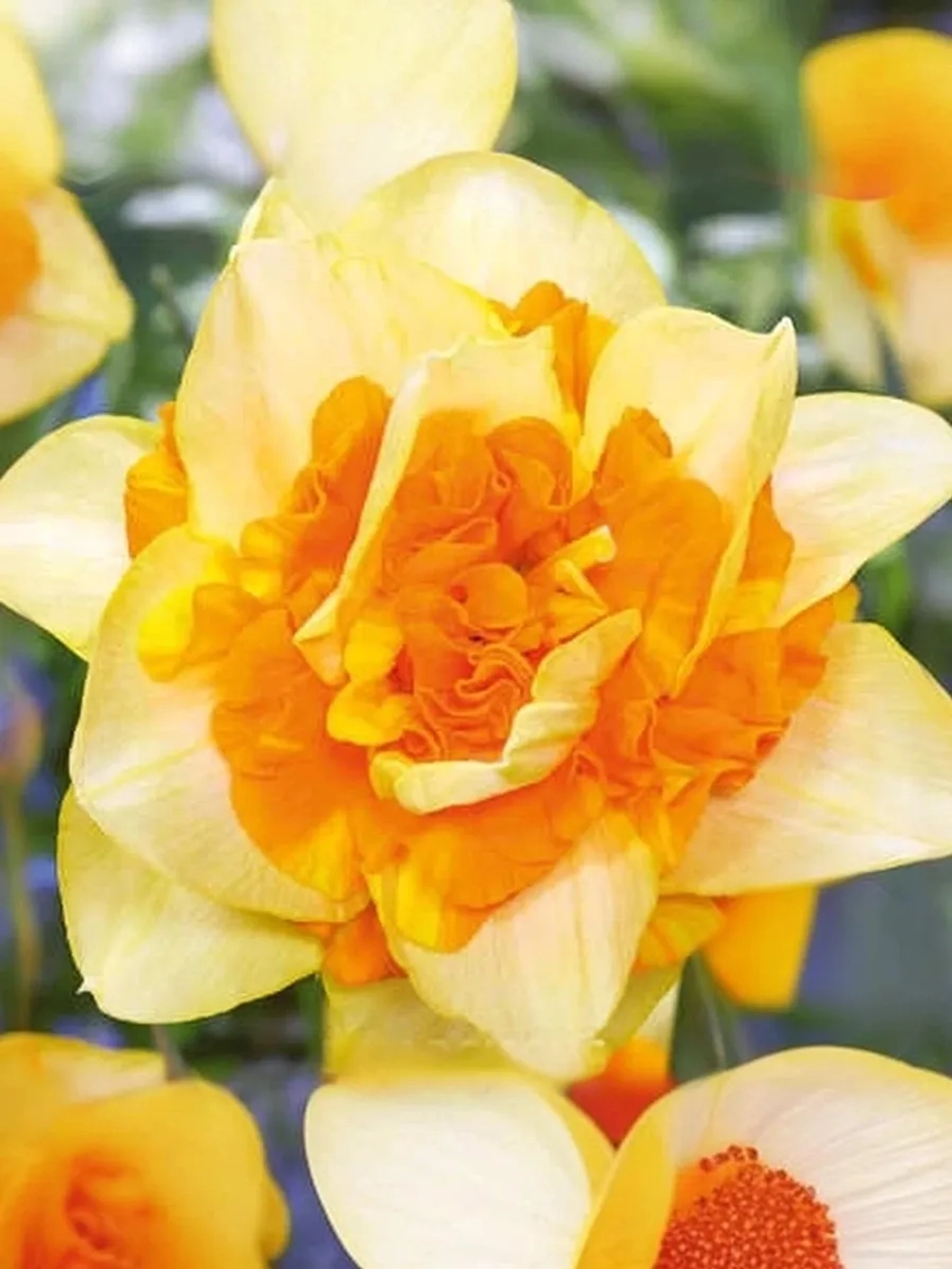 Нарцисс Махровый Санкетчер