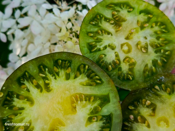 Зелёная богиня Ксанаду (Xanadu green Goddess) сорт томата