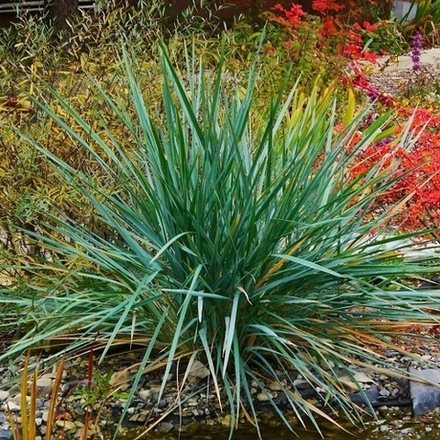 Колосняк песчаный С2