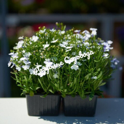 Лобелия кустовая