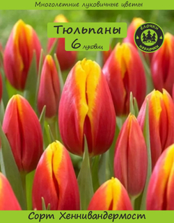 Тюльпан Луковица цветов, Хенни Ван Дер Мост, 6 шт