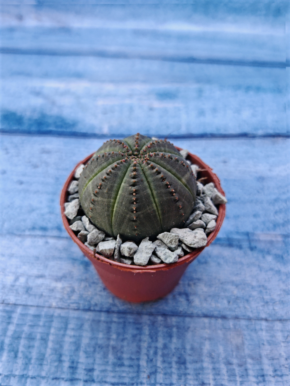 Суккулент Euphorbia Obesa (Эуфорбия)