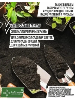 Луковичный цветок калла, 2 шт. Голландия