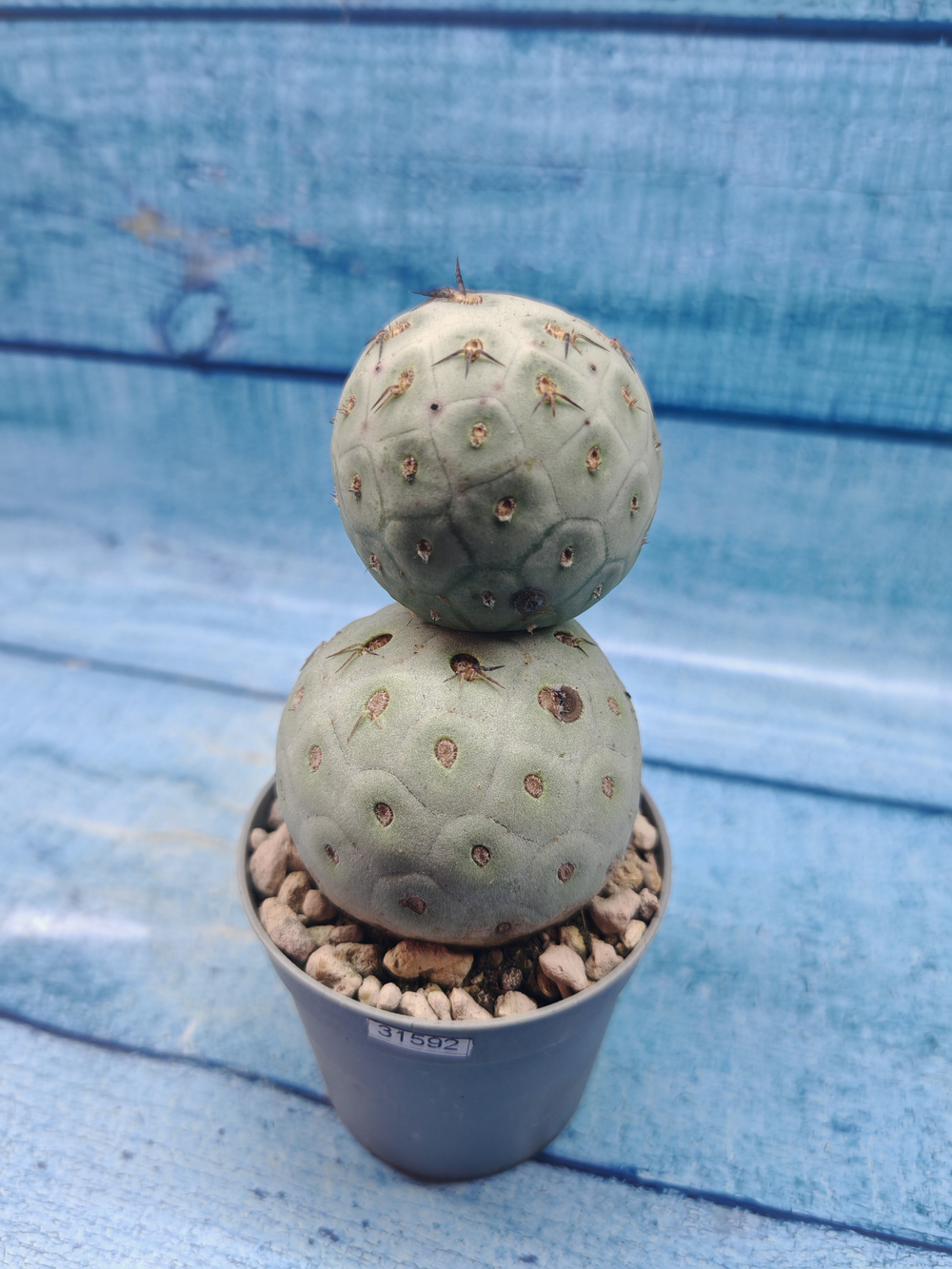 Tephrocactus Geometricus (Тефрокактус)