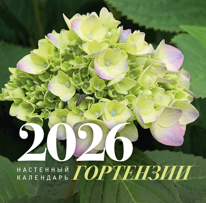 Гортензии. Настенный календарь на 2026 год