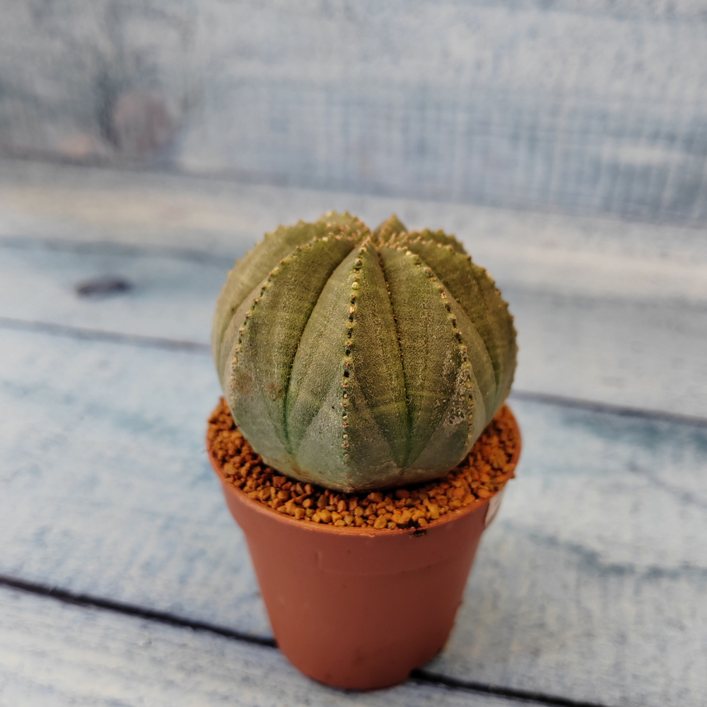 Euphoria Obesa (Эуфорбия)
