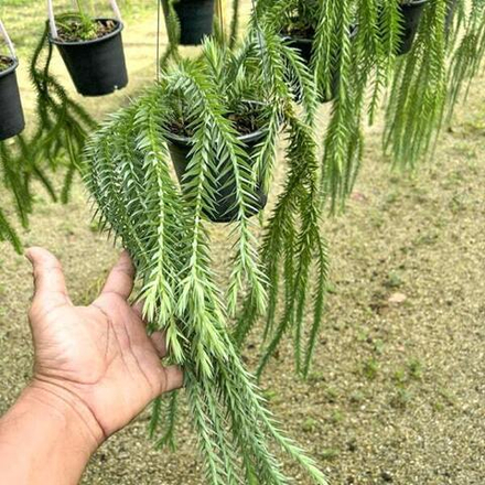 Хуперция H.GOEBELII