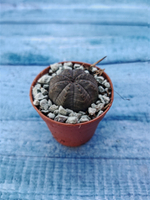 Суккулент Euphorbia Obesa (Эуфорбия)