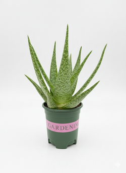 Алоэ Vera Brocade д.12