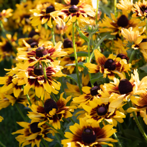 Рудбекия Денвер Дейзи