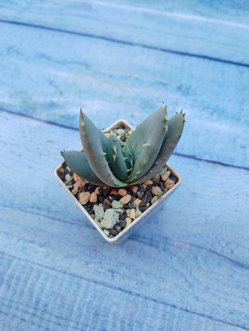 Aloe Peglerae (Алоэ)
