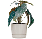 Кашпо СТРИП круглое D=140мм 1,3 л с поддоном М3246