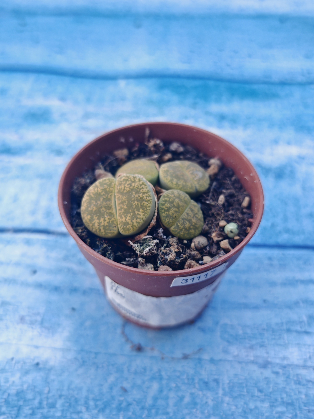 Lithops sp. (Литопсы)