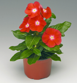 Катарантус Саншторм Скарлет виз Ай (100шт) Витагрин Профи