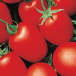 Яки F1 семена томата детерминантного (Seminis / Семинис)