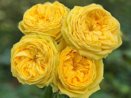 Роза Сан Иде Жардин