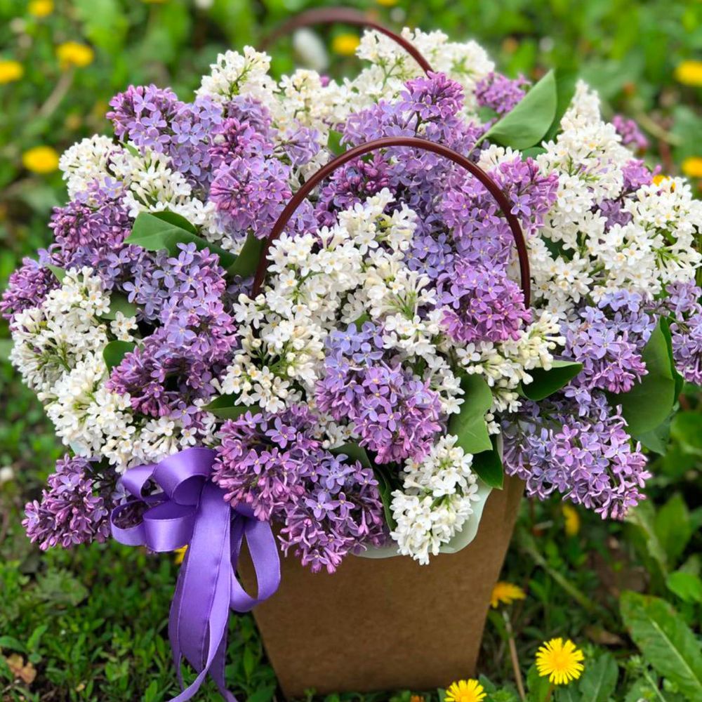 Лиловое облако