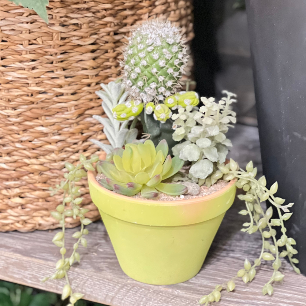 Кактус в ассортименте